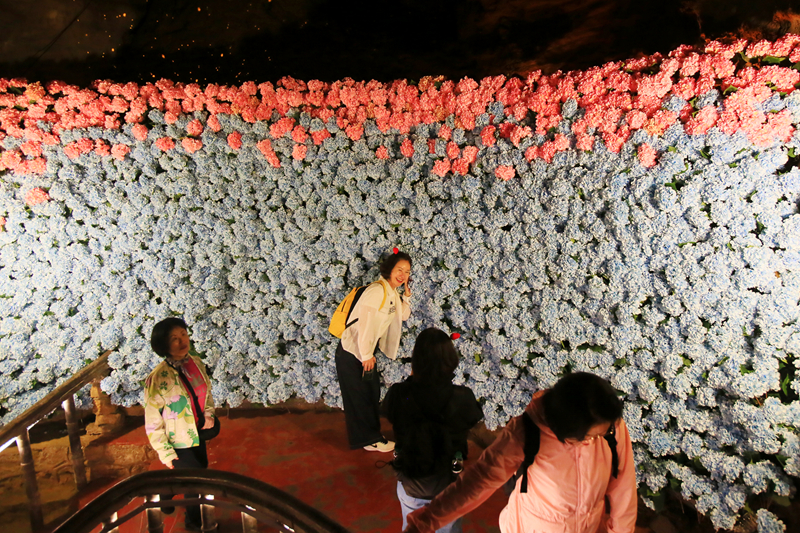 五萬余朵繡球花織就夢幻花廊，黃龍洞一路生花迎“五一”